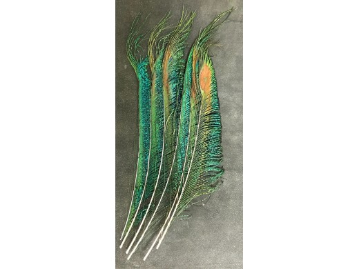 Peacock Feathers - 